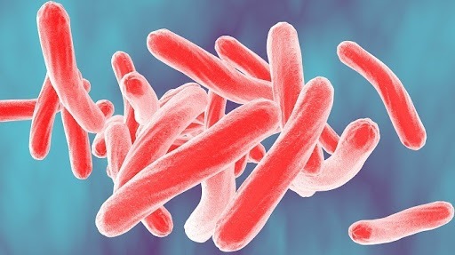 hinh-anh-vi-khuan-mycobacterium-tuberculosis-gay-lao-phoi-chup-duoi-kinh-hien-vi